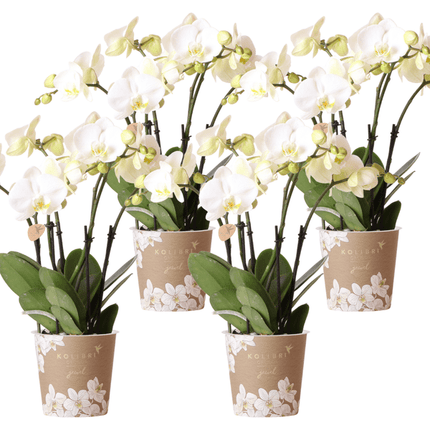 Orchidee Gent Weiß – 4er Set – Zimmerpflanzen mit weißen Blüten – Ø12cm – Frisch vom Bauern – Langlebige Blüte – Elegante Wohnraum-Deko