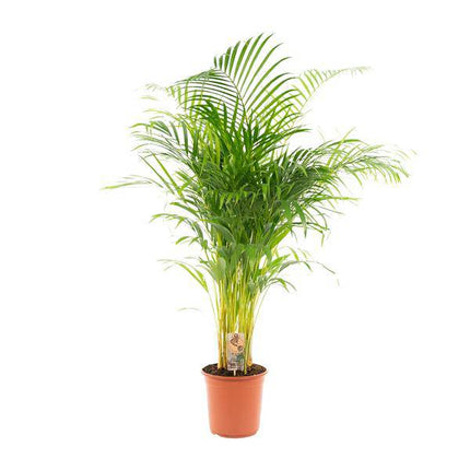 Areca-Palme – Betelpalme Dypsis lutescens – Ø24cm – 130cm Höhe – Luftreinigende Goldfruchtpalme – Tropische Zimmerpflanze für gesundes Raumklima