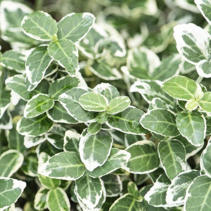 Spindelstrauch Euonymus fortunei 'Emerald 'n Gaiety' – 12 Pflanzen – ↕10-25cm – Ø9cm – Silberbunte Blätter – Bodendecker, Hecke & Solitär