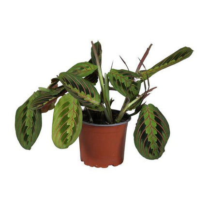 Zimmerpflanze Maranta leuconeura Fascinator – Gebetspflanze – Ø12cm – 30cm hoch – Pflegeleichte tropische Blattschmuckpflanze für Innenräume – Dekorative Blätter mit roten Adern