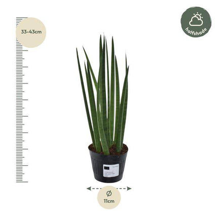 Sansevieria cylindrica Bacularis Mikado – Bogenhanf – pflegeleichte Zimmerpflanze – luftreinigend – ↕38cm – Ø10,5cm