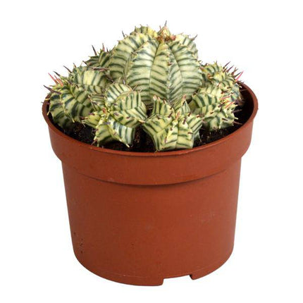 Wolfsmilch Euphorbia meloformis variegata Zimmerpflanze Ø10,5cm – pflegeleichte Sukkulente für Wohnzimmer, Büro & helle Standorte kaufen