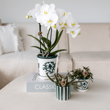 Orchidee Amabilis Weiß im Malaga – Topf Ø9cm + Sukkulente im Painted Stripe – Topf Grün Ø6cm – Elegantes 2er Pflanzenset