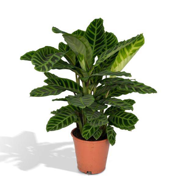 Calathea Zebrina – Pfauenpflanze – Zimmerpflanze – Ø19cm x ↕80cm – Tropische Blattpflanze mit Zebramuster – Luftreinigend & pflegeleicht – Für helle Innenräume