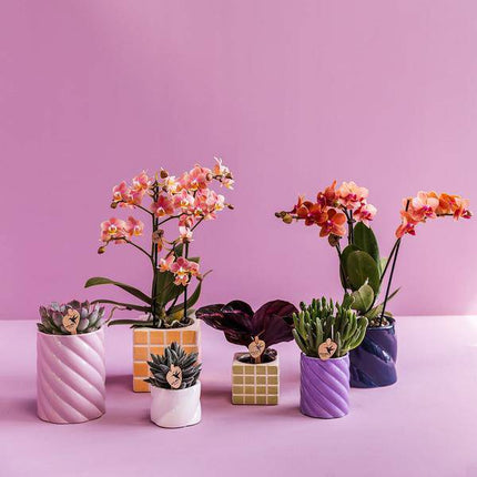 Candy Dekotopf – Hoch – Flieder – Ø6cm – Moderner Keramiktopf in fröhlichen Farben – Stilvoller Pflanzentopf für Zimmerpflanzen, Orchideen & Sukkulenten – Buntes Wohnaccessoire für kreative Dekoration