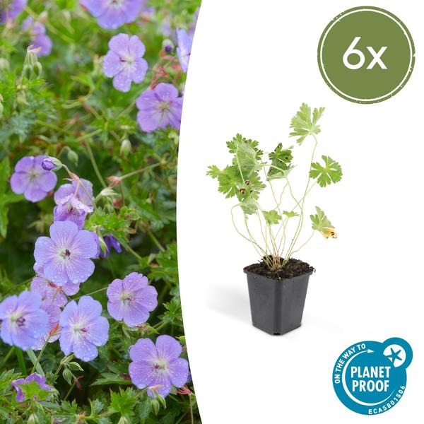 Geranium Rozanne – Storchschnabel – Ø9cm – ↕10-25cm – 6 Pflanzen – Lila Blüten, Bodendecker