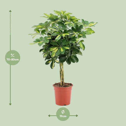 Strahlenaralie Schefflera Arboricola Zimmerpflanze Ø19cm ↕75cm – pflegeleichte Grünpflanze für Wohnzimmer, Büro & helle Standorte kaufen