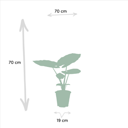 Pflanzenset Strelitzia Nicolai & Alocasia Macrorrhiza – 2 Zimmerpflanzen – Ø19cm – ↕85cm & ↕70cm Höhe – Immergrüne Blattschönheiten für Wohnzimmer & Büro