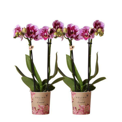 2er-Set Phalaenopsis Orchideen „El Salvador“ – Rosa-lila Blüten – Ø9cm – Blühende Zimmerpflanzen ohne Ziertopf – Diamond-Linie – Pflegeleicht & dekorativ