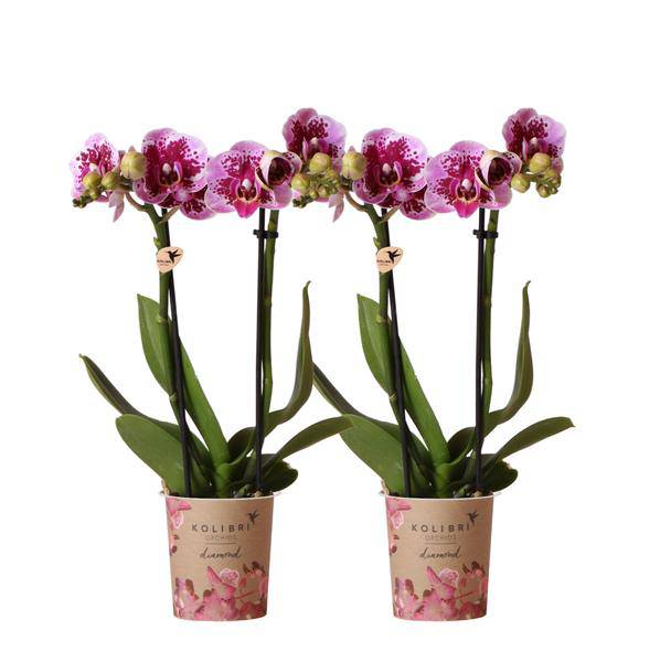 2er-Set Phalaenopsis Orchideen „El Salvador“ – Rosa-lila Blüten – Ø9cm – Blühende Zimmerpflanzen ohne Ziertopf – Diamond-Linie – Pflegeleicht & dekorativ