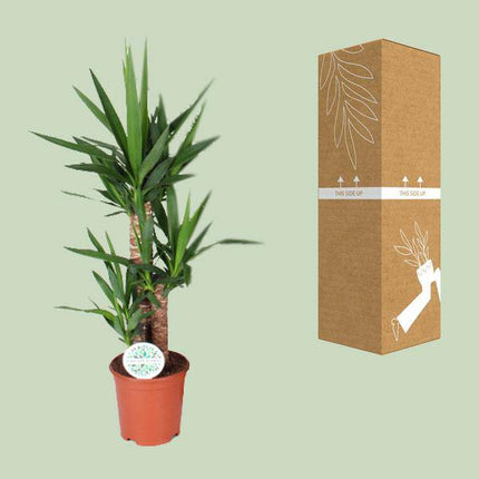 Palmlilie – Yucca – Zimmerpflanze – Ø21cm – ca. 90cm hoch – pflegeleichte Grünpflanze für Wohnzimmer Büro Flur