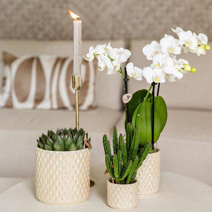 Diamant Perle Dekotopf – Travertin – Ø6cm – Moderner Blumentopf in Steinoptik – Eleganter Dekotopf für Zimmerpflanzen, Kakteen & Sukkulenten – Stilvolles Wohnaccessoire