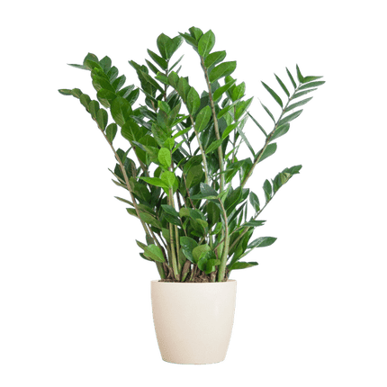 Zamioculcas Zamiifolia Glücksfeder – robuste Zimmerpflanze ↕80cm Ø21cm – pflegeleichte Smaragdpalme im nachhaltigen Viber Topf Weiß