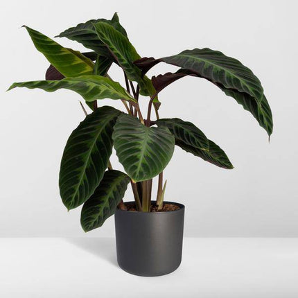 Calathea Warscewiczii – Pfauenpflanze – Ø19cm x H70cm – Samtige Zimmerpflanze mit gemusterten Blättern – Für schattige Standorte – Pflegeleicht – Direkt aus der Gärtnerei