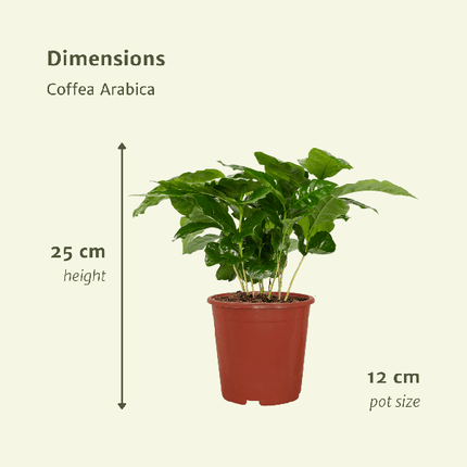 Kaffeepflanze – Coffea Arabica – Zimmerpflanze – Ø12cm – ca. 25cm hoch – 2 Pflanzen – exotische Pflanze mit glänzenden Blättern