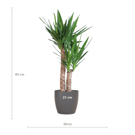 Yucca Elephantipes – Riesen-Palmlilie – Zimmerpflanze – ca. 90cm hoch – Ø21cm – In Übertopf Viber Schwarz – Pflegeleicht & nachhaltig