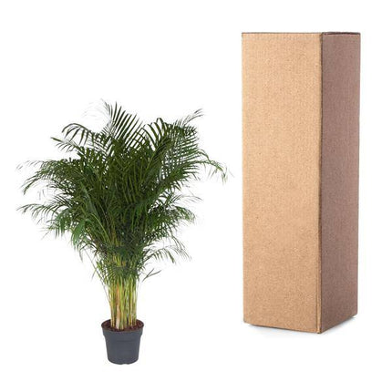 Goldfruchtpalme – Dypsis Lutescens – Areca-Palme – Zimmerpflanze – 200 cm hoch – Ø34 cm Topf – Tropisches Grün für Wohnzimmer & Büro – Luftreinigend & pflegeleicht