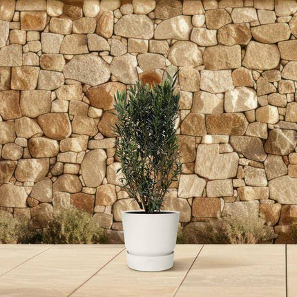 Rosenlorbeer – Nerium Oleander Strauch 180cm – Ø40cm – Immergrüne Kübelpflanze mit duftenden Blüten – Mediterrane Zierpflanze für Garten, Terrasse & Balkon – Pflegeleicht