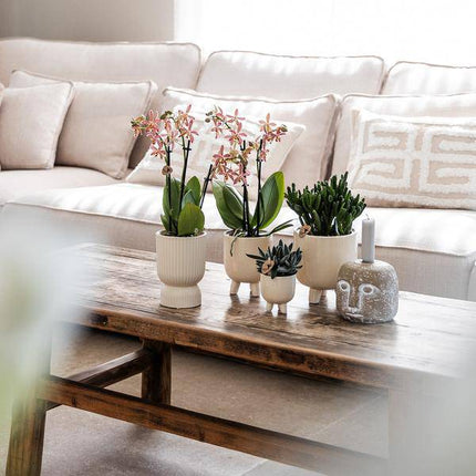 Dekotopf Diabolo Travertin Ø9cm – Moderner Pflanztopf für Zimmerpflanzen – eleganter Übertopf für Wohnzimmer, Büro & Dekoration