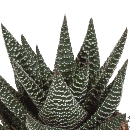 Sukkulenten Mix Gasteria & Haworthia – 3 Pflanzen – Ø8,5cm Zimmerpflanzen – Verschiedene Mini-Sukkulenten – Pflegeleichte Pflanzen für Fensterbank, Büro & Wohnzimmer