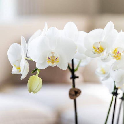 Überraschungsbox mit 4 verschiedenen Kolibri Orchideen – 12cm – Zimmerpflanzen-Set – Frisch vom Bauern – Perfekt als Geschenk oder für Orchideenfans