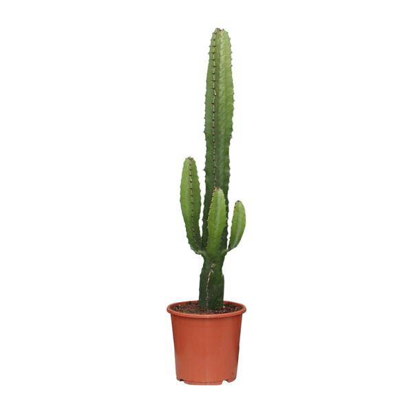 Kaktus-Wolfsmilch – Euphorbia Acrurensis – Zimmerpflanze – Ø17 cm – 70 cm hoch – Sukkulente mit kerzenähnlichen Stängeln – Pflegeleicht & dekorativ – Halbschatten geeignet