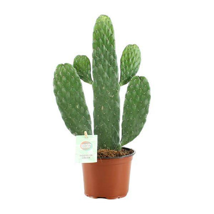 Feigenkaktus Opuntia Rubescens Consolea Zimmerpflanze Ø12cm ↕35cm – pflegeleichte Sukkulente für Wohnzimmer, Büro & helle Standorte kaufen