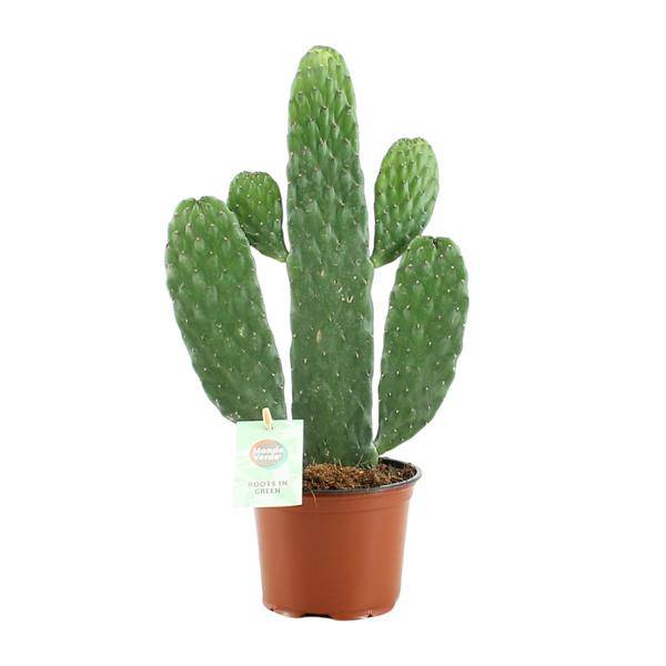 Feigenkaktus Opuntia Rubescens Consolea Zimmerpflanze Ø12cm ↕35cm – pflegeleichte Sukkulente für Wohnzimmer, Büro & helle Standorte kaufen