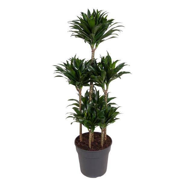 Drachenbaum – Dracaena Compacta Karussell 130cm – Ø31cm – Zimmerpflanze mit dunkelgrünen glänzenden Blättern – Robuste pflegeleichte Grünpflanze für Wohnzimmer, Büro & Wintergarten