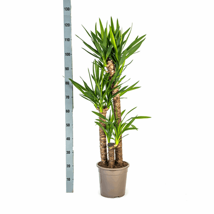 Yucca Elephantipes – Riesen-Palmlilie – Zimmerpflanze Ø24cm ↕120-140cm – Robust & pflegeleicht – Schwertförmige Blätter – Modernes Design