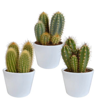 Cereus Mix – 3Zimmerpflanzen – Ø10,5cm – Verschiedene Säulen- & Stabkakteen im weißen Topf – Pflegeleichte Kakteen für Fensterbank, Büro & Wohnzimmer