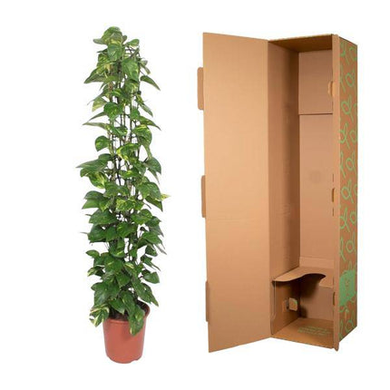 Efeutute – Epipremnum Aureum – Zimmerpflanze – 160 cm hoch – Ø27 cm Topf – Mit Rankgitter – Pflegeleicht & luftreinigend – Grün mit gelben Akzenten – Für Wohnzimmer & Büro