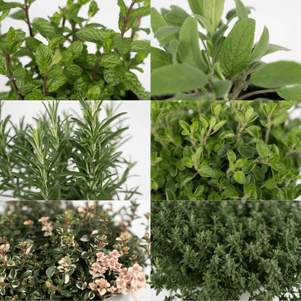 Gartenkräutermischung Zimmerpflanze Ø14cm – pflegeleichte Grünpflanze für Wohnzimmer, Büro & helle Standorte kaufen