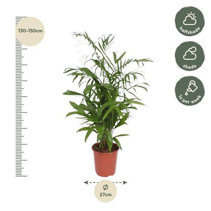 Bambuspalme Chamaedorea Seifrizii Zimmerpflanze Ø27cm ↕140cm – tropische Grünpflanze für Wohnzimmer, Büro & helle Standorte kaufen