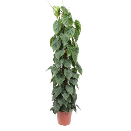 Baumfreund Philodendron Scandens – Moosstock – Zimmerpflanze 150cm – Ø27cm – Tropische Kletterpflanze mit herzförmigen Blättern – Luftreinigende Rankpflanze für Wohnzimmer, Büro & Indoor-Deko