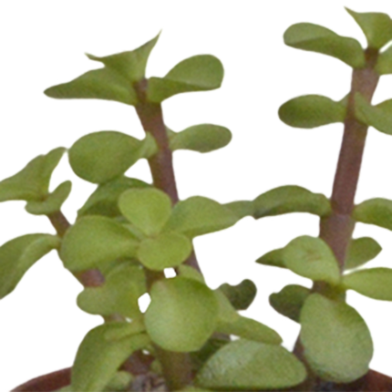 Sukkulenten Mix – 5 Pflanzen– Ø5,5cm Zimmerpflanzen im weißen Glas – Verschiedene Mini-Sukkulenten im Übertopf – Pflegeleichte Pflanzen für Fensterbank, Büro & Wohnzimmer