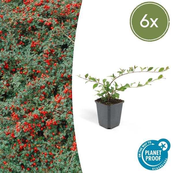 Cotoneaster dammeri – Teppich-Zwergmispel – Ø9cm – ↕10-25cm – 6 Pflanzen – Winterharter Bodendecker mit Blüten & Beeren