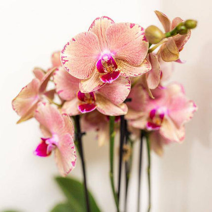 Überraschungsbox mit 4 verschiedenen Kolibri Orchideen – 12cm – Zimmerpflanzen-Set – Frisch vom Bauern – Perfekt als Geschenk oder für Orchideenfans