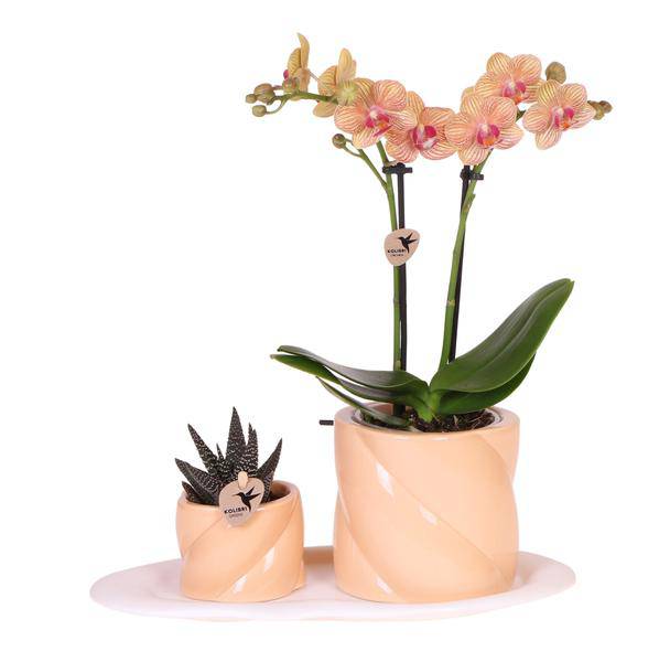 Phalaenopsis Orchidee Orange mit Grünpflanze im Candy Ziertopf auf weißem Bio-Tablett – Zimmerpflanzen Set – Geschenkidee – Dekoration