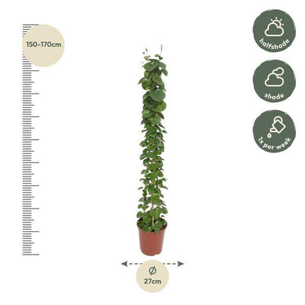 Arabischer Efeu – Cissus rotundifolia Pyramide – Zimmerpflanze – 160cm – Ø27cm – Immergrüne Kletterpflanze mit glänzenden Blättern für Wohnzimmer und Büro