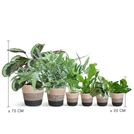 Haustierfreundliches Pflanzenset – 6 ungiftige Zimmerpflanzen für Hunde & Katzen – inkl. Lissabon Pflanzenkorb aus Jute – Calathea, Farn, Goldpalme, Peperomia – Sicher & dekorativ