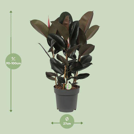 Gummibaum – Ficus Abidjan – tropische Zimmerpflanze – Ø27cm – ↕90cm – große grüne Blätter – pflegeleichte Pflanze für Wohnzimmer & Büro