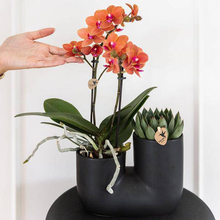 Bolzano Orchidee Orange & Sukkulente Miranda im schwarzen dekorativen Röhrentopf Ø9cm – Duo – Topf – Zimmerpflanze – stilvolle Geschenkidee
