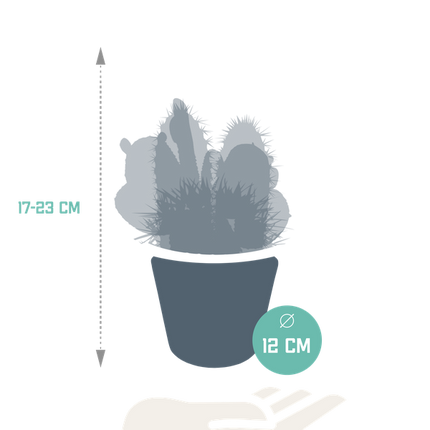 Kaktus Mix – 3 Pflanzen – Ø10,5cm Zimmerpflanzen im weißen Übertopf – Verschiedene Kakteen im dekorativen Glasgefäß – Pflegeleichte Sukkulenten für Fensterbank, Büro & Wohnzimmer