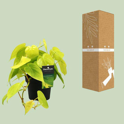 Baumfreund Philodendron Lime – Ø12cm – ↕20cm – Pflegeleichte Zimmerpflanze mit leuchtend grünen Blättern – Tropische Grünpflanze für Wohnzimmer, Büro & Schlafzimmer