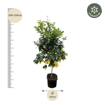 Orangenbaum – Citrus Calamondin – Zitruspflanze 200cm – Ø40cm – Immergrüne Kübelpflanze mit duftenden Blüten & Früchten – Mediterraner Zitronenbaum für Garten, Terrasse & Wintergarten