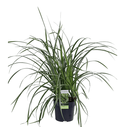 Weißrandige Segge – Carex morrowii 'Icedance' – Immergrünes Ziergras – Winterhart & pflegeleicht – Ø14cm – Ca. 30cm hoch