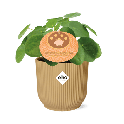 Chinesischer Geldbaum – Pilea Peperomioides – pflegeleichte Zimmerpflanze mit dekorativen runden Blättern – Ø12cm + Topf Vibes Fold 14cm Gelb – luftreinigende Glückspflanze für Zuhause & Büro