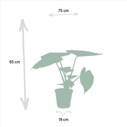 Pflanzenset – Alocasia Cucullata & Alocasia Wentii – ca. 60cm hoch – Ø19cm – Tropische luftreinigende Zimmerpflanzen – Elefantenohr für Wohnzimmer & Büro