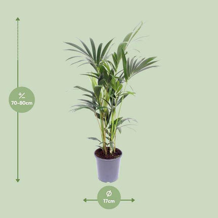 Kentia-Palme – Howea forsteriana – Zimmerpflanze – Ø17cm – ↕75cm – tropische & pflegeleichte Palme – natürlicher Luftreiniger für Zuhause & Büro
